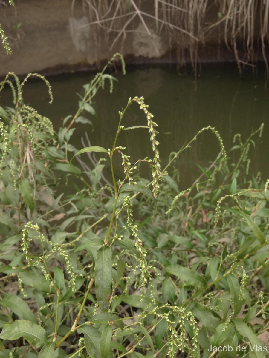 Persicaria hydropiper (L.) Delarbre